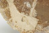 Fossil Tortoise (Stylemys) with Limb Bones - Wyoming #228060-8